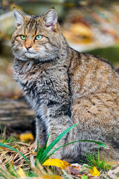 istock Close up an African wildcat 1455289261