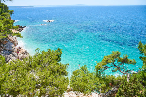 strände von hvar kroatien - europe pine tree sea adriatic sea stock-fotos und bilder