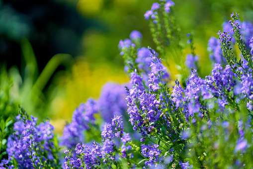 blue flowers in blossom salvia