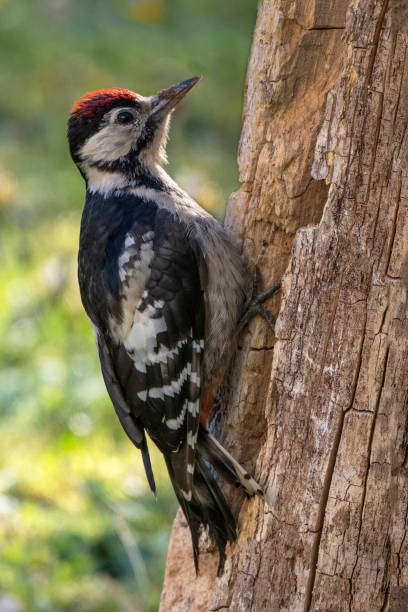 istock Juvenille wood pecker searcing for insects 1455289386