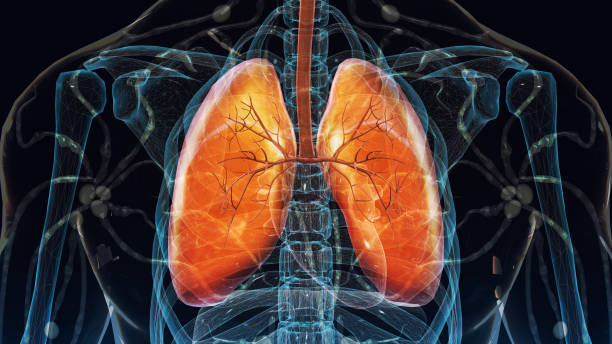 Human Respiratory System stock photo