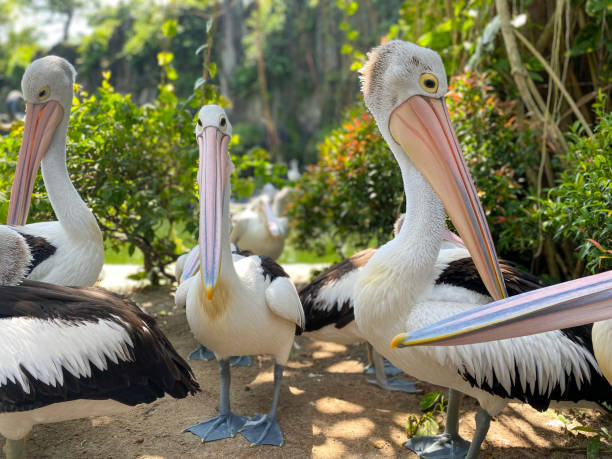 istock a group of pelican 1455289568