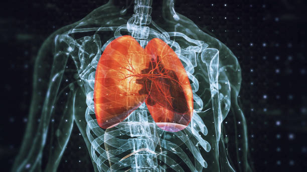umani sistema respiratorio - scansione scientifica foto e immagini stock