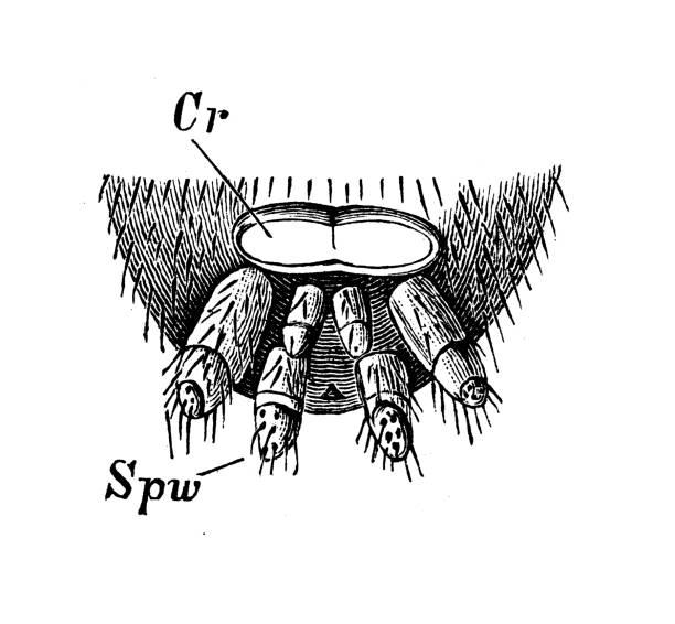 античная биология зоология изображение: amaurobius ferox - mesh web spider stock illustrations