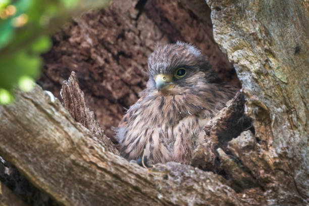 Kestrel chick about ready to fledge Kestrel fledgling chick waiting patiently for parent to come back with some food. portrait of common kestrel falco tinnunculus a bird of prey stock pictures, royalty-free photos & images