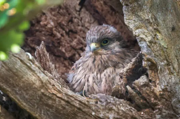 Kestrel fledgling chick waiting patiently for parent to come back with some food.