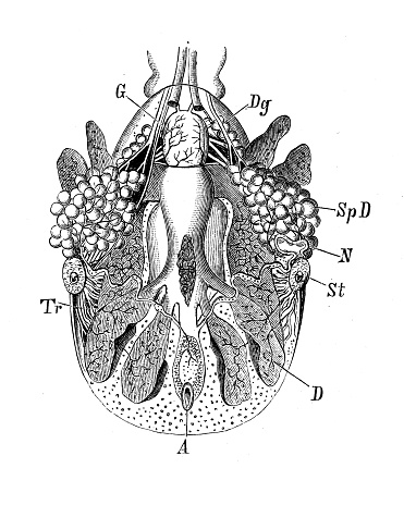 Antique biology zoology image: Ixodes ricinus