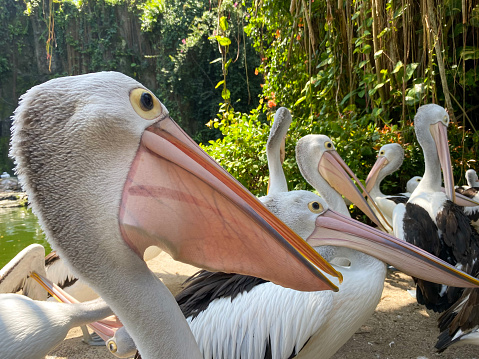 Miami pelican enjoying a windy day and the view.