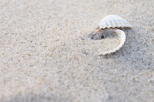 close up of a sea shells on sand beach