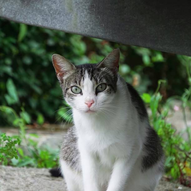 istock beautiful stray cat looking at the camera, cat portrait 1455291157