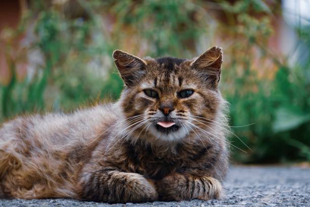 istock beautiful stray cat looking at the camera, cat portrait 1455291162