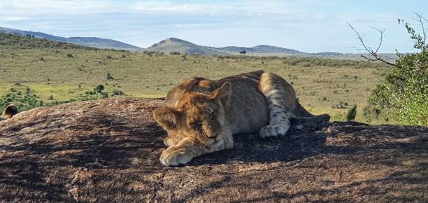istock Young lion sleeping on a rock in the jungle 1455292137