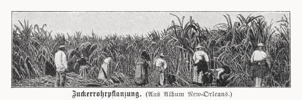 Sugar cane plantation, New Orleans, USA, halftone print, published 1899 Historical view of a sugar cane plantation near New Orleans, Louisiana, USA. Halftone print after a drawing, published in 1899. drawing of slaves working stock illustrations