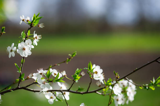 White cherry blossom in spring time against green grass. Nature blossom spring background. Branches of blossoming cherry macro with soft focus background with copy space