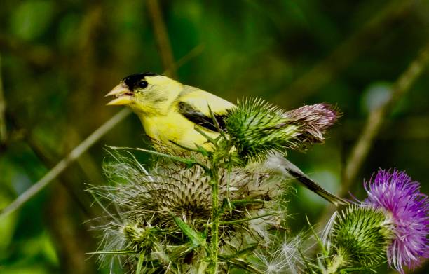 istock American Goldfinch, Male 1455293562