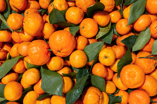 Many fresh ripe tangerines harvest. Natural background for banners, wallpapers etc.