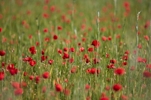A selective focus of wild poppy flowers in the meadow near the river of Isar in Moos, Bavaria, Germany