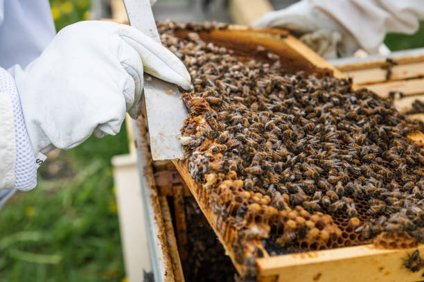 istock Cleaning Off Edge of Brood Frame in Honey Bee Hive 1455294595