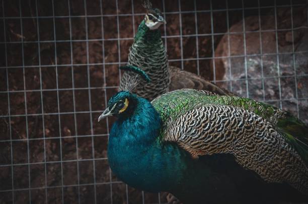 istock Peacocks standing inside of a caged area near rocks 1455295544