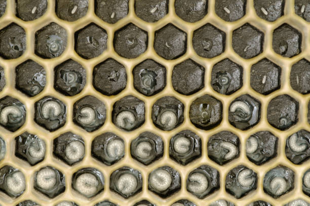 Honey bee eggs and larva in cells on a brood frame