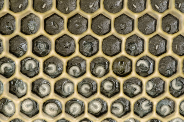 яйца медоносной пчелы и личинка в сотах с черной основой - hive frame стоковые фото и изображения