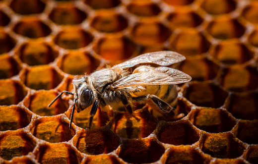 A newly emerged honey bee is very soft and fuzzy