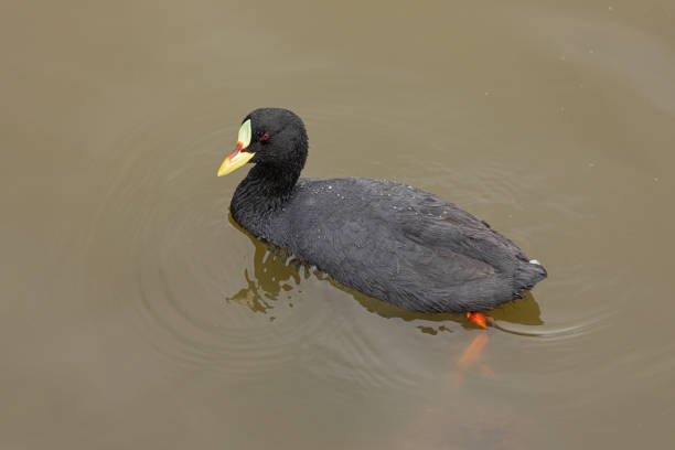 A Red-gartered Coot, Tagua común, Fulica armillata, swimming in a small, muddy lake in central Chile, South America.