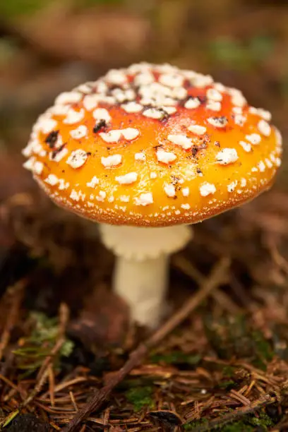 Toadstool, close up of a poisonous mushroom in the forest - An autumn Mushroom season and picking. Fly-agaric (Amanita) macro