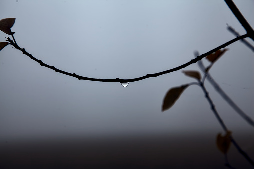 Drop  of water on a bare branch seen up close on a foggy day