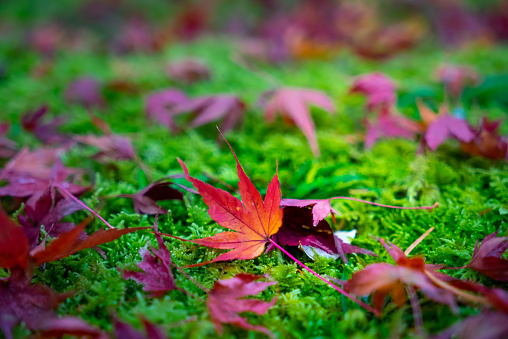 The red maple leaves stand out quite prominently in the green.