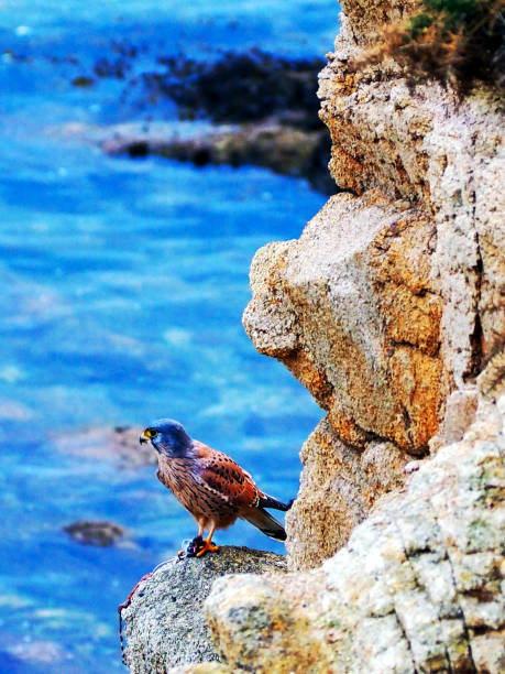 istock Kestrel eating in front of the ocean 1455298056
