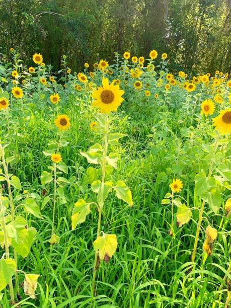 istock Sunflower Alley 1455298079