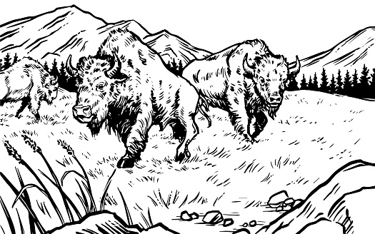 A hand-drawn black & white illustration of American bison grazing.