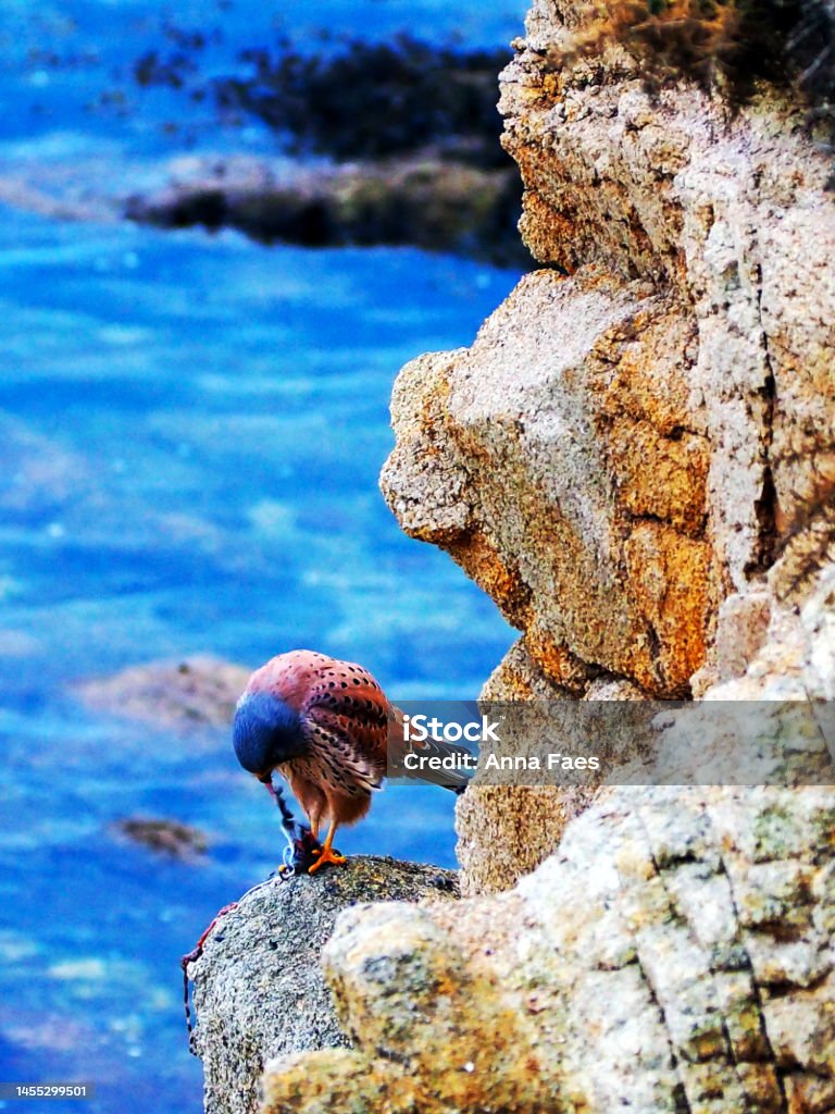 Kestrel eating in front of the ocean Kestrel eating a mouse on the coastal Animal Wildlife Stock Photo