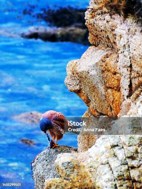 Kestrel Eating In Front Of The Ocean Stock Photo - Download Image Now - Animal Wildlife, Animals In The Wild, Bird
