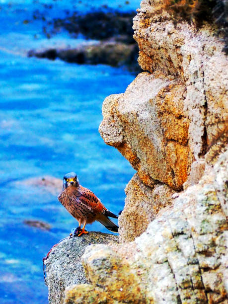 istock Kestrel eating in front of the ocean 1455299556