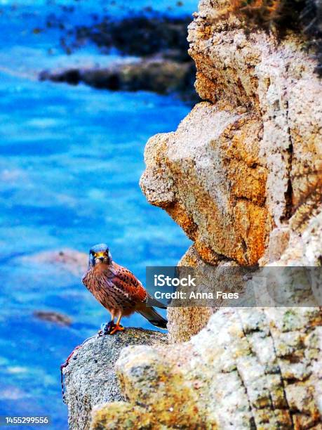 Kestrel Eating In Front Of The Ocean Stock Photo - Download Image Now - Animal Wildlife, Animals In The Wild, Bird