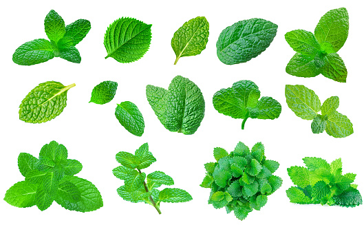 Set of Fresh Minthol leaves isolated on the white background. Melissa, Peppermint leaf close up. Food  Pattern