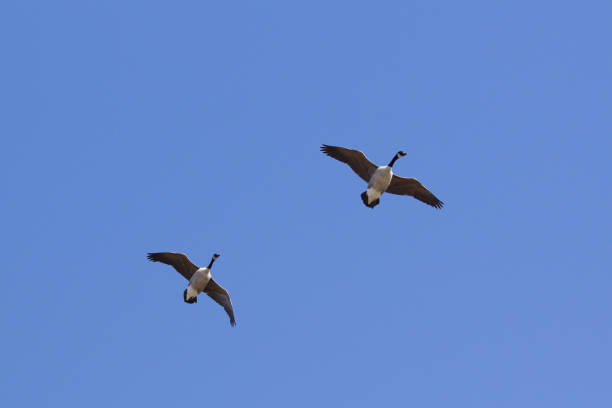 istock Low angle view of birds flying against clear blue sky 1455300527