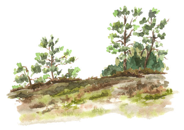 istock Forest landscape.   Hand drawn watercolor illustration  isolated on white background 1455300568