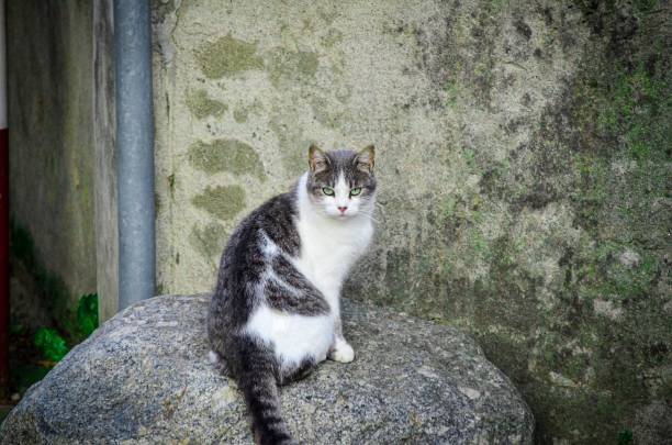 istock Gray and white cat sitting on top of a cement wall 1455300608
