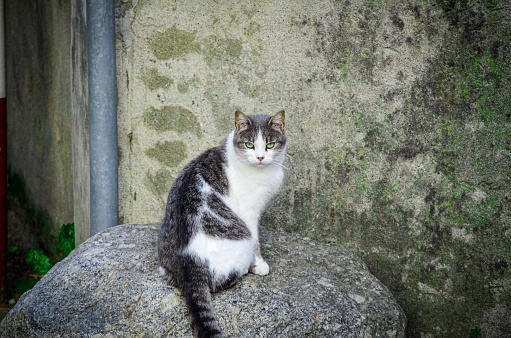 A gray and white cat sitting on top of a cement wall