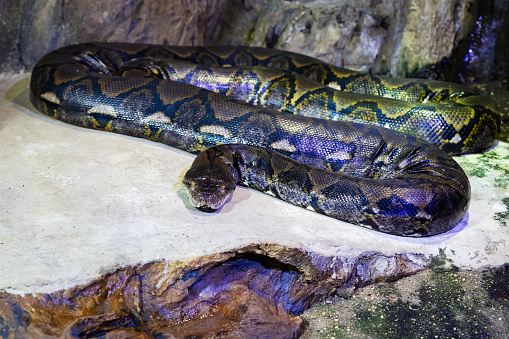 Reticulated python snake. Reptile and reptiles. Amphibian and Amphibians. Tropical fauna. Wildlife and zoology. Nature and animal photography.