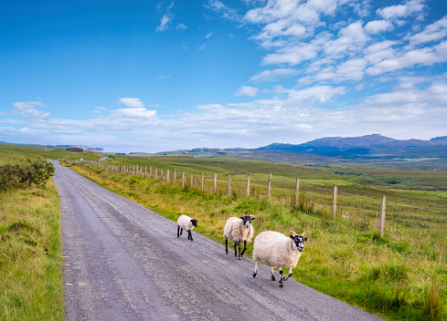 Skye island in Highlands Scotland track with sheeps UK in United Kingdom