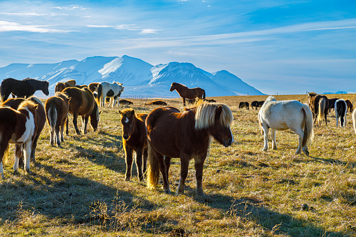 Autumn scenery from pastures with typical Icelandic horses in the north of Iceland