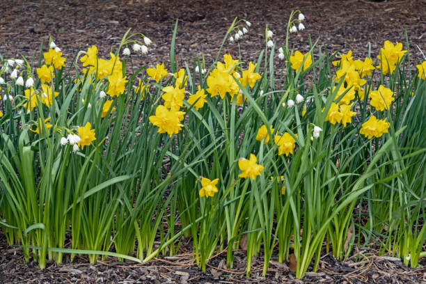 istock Flower bed in spring with yellow daffodils, Narcissus pseudonarcissus 1455304367