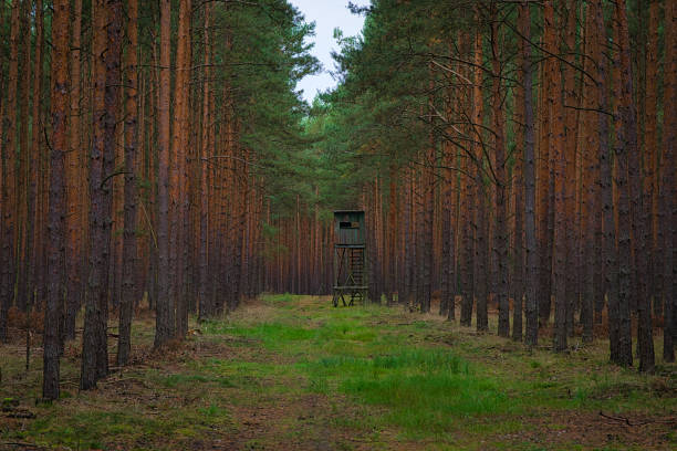 une forêt avec un siège haut de chasseur dans une clairière - monoculture photos et images de collection