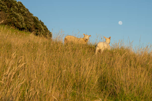 istock Slope on mount with long golden grass 1455304802