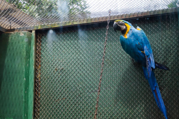 istock The macaw wagler perched in its cage. 1455306449