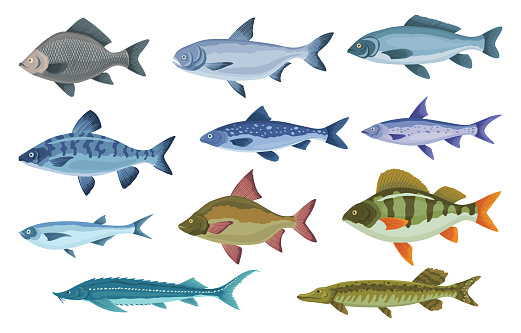 Fish sorts and types. Various freshwater fish. Hand-drawn color illustrations of sea and inland fish. Commercial fish species.